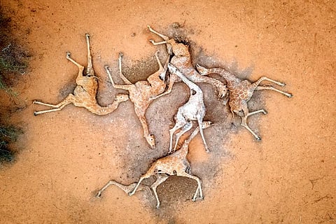 Six giraffes lie dead in Kenya