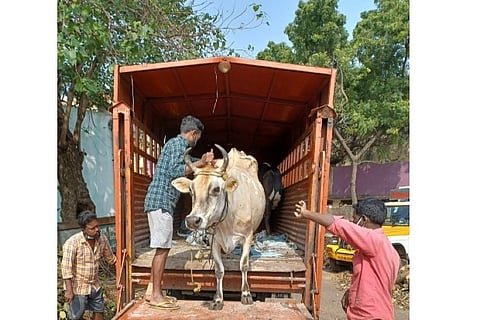 Over 300 cows impounded since Dec 1: Corporation intensifies action against stray cattle in Chennai