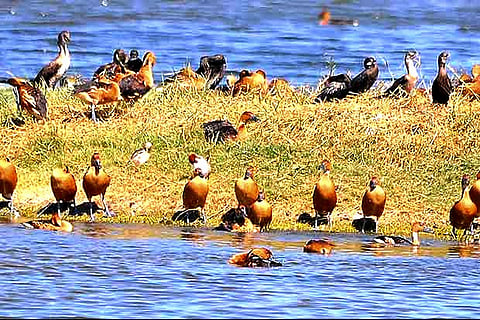 Pallikarani Marshland