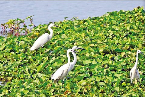 Intermediate egrets