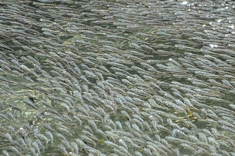 Herd of sulphur molly fish