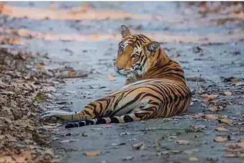 Representative image