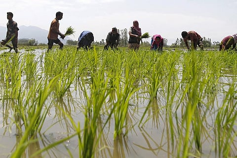 Govt Committed To Farmers' Welfare, MSP System Strengthened, Sharp Increase In Payment To Farmers: FM