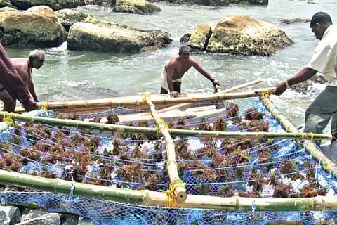 Seaweed farming in TN (file pic)