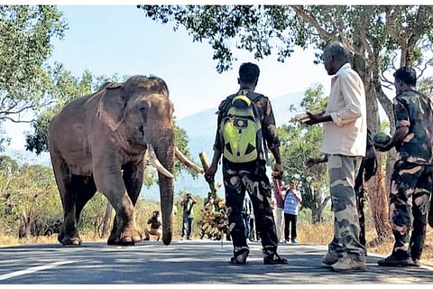 Forest officials luring wild elephant Rivaldo with fruits with a plan to lead it to Theppakadu camp