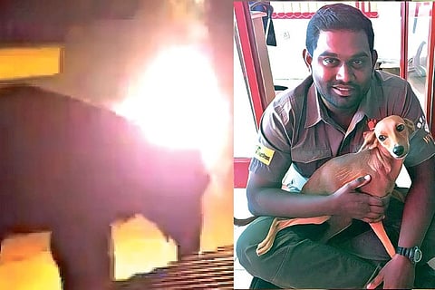An elephant being attacked with a flammable object in Masinagudi recently; (right) rescued dog