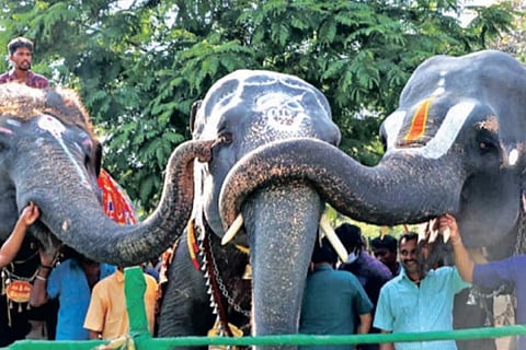 Temple elephants bond well in the camp inaugurated in Thekkampatty on Monday