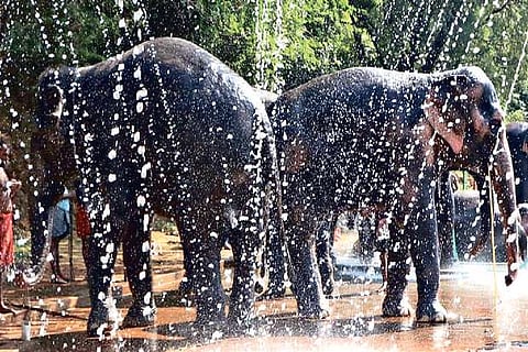 Other participants taking a cool shower at Thekkampatti camp