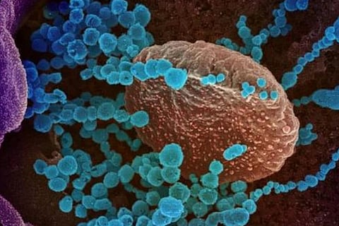 India first to successfully isolate, culture UK COVID strain