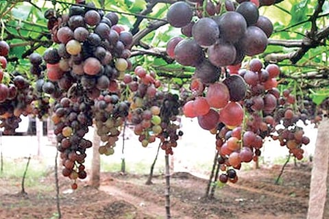 Grape farm at Cumbum valley in Theni district.