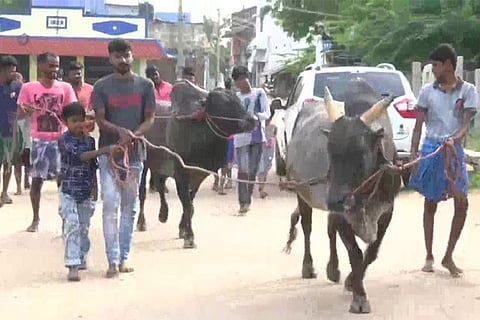 Bull trainers gear up for Jallikattu as Pongal approaches