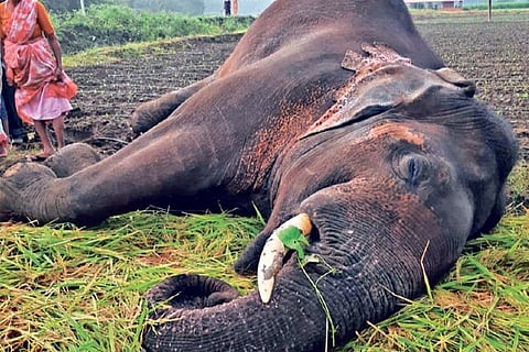 The elephant that died at Semmedu near Pooluvapatti in Coimbatore