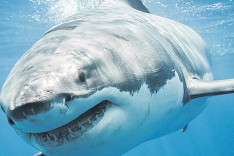 Return of Jaws: The morality of selective shark culling