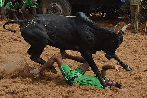 Insurance must for bull runs in Vellore, says Collector
