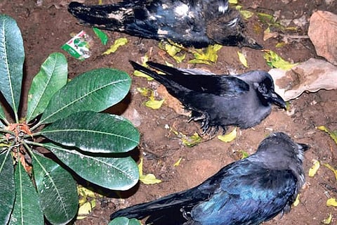 Carcasses of crows at a park in New Delhi