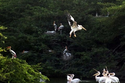 Culling of birds begins in Kanpur, zoo shut indefinitely