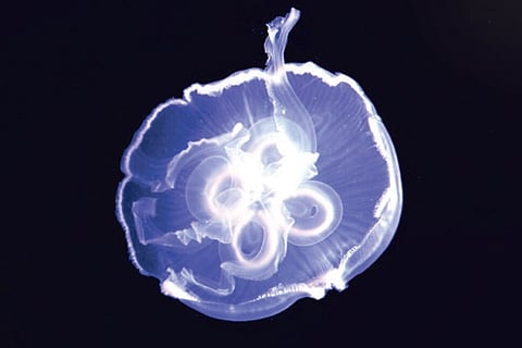 ADAPTATION CHRONICLES: Jellyfish build water-walls to swim around the ocean