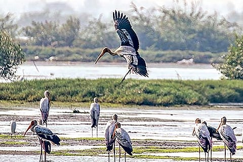 Need to ensure water flow to bird sanctuaries, say experts