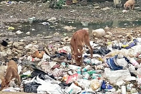 Garbage piled up in the locality