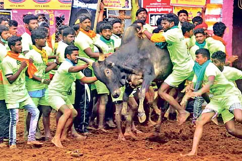 Tamers try their best at Palamedu on Friday