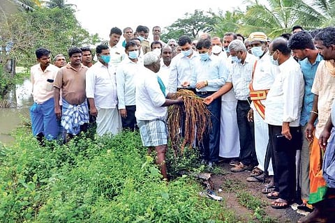 Monitoring officer Subbaiyan inspecting the damaged crops in Thanjavur