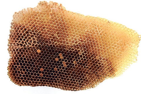 An infected honeycomb