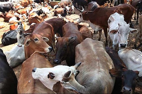 UP: Eight cows mowed down by train, six injured