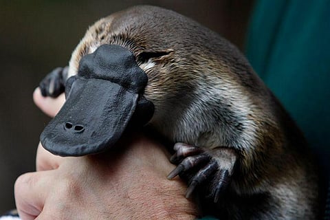 Probe into platypus genome asks if humans are the weird ones