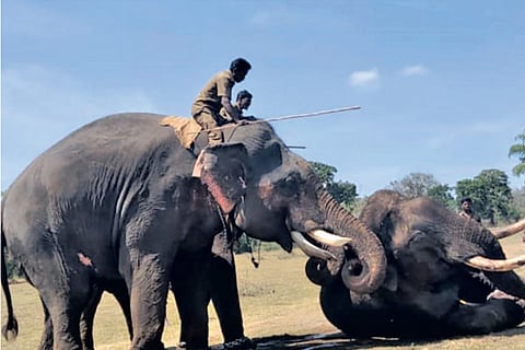 The operation undertaken to capture the tusker
