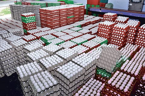 Bird Flu scare: Food safety authority issues guidelines on consuming poultry meat, eggs