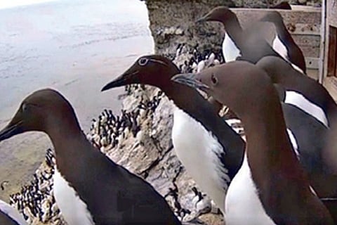 Why seabirds pined for tourists who went MIA post-COVID