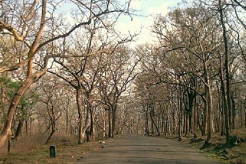 Sathyamangalam Tiger reserve (Representative Image)