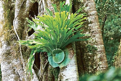 Sentient intellect: These plants act like bees in a hive