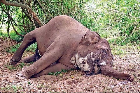 The carcass of the female elephant which died of suspected anthrax infection
