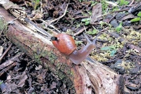 Extinction mystery solved by computers mounted on critters