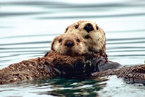 Sea Otters