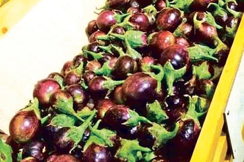 The ?Elavambadi mullu kathirikka? (Brinjal) grown especially in areas around Anaicut in Vellore