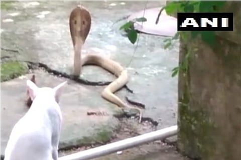 The cat seen to protect the premise from the snake to enter (Image source: ANI)