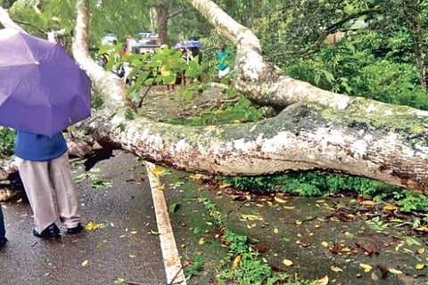 A huge tree that got uprooted on the road in Pandalur in The Nilgiris on Friday