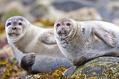 Marked By The Cosmos: What animals see in stars, and how it guides their journeys