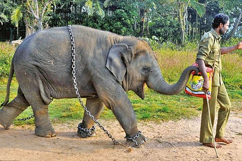 Elephant trunks: Is there anything they can’t do?