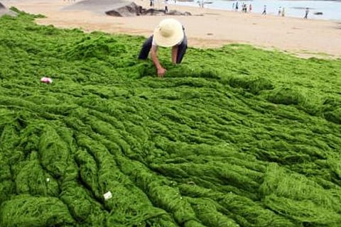 More harmful algal bloom impacts emerge amid rising seafood demand