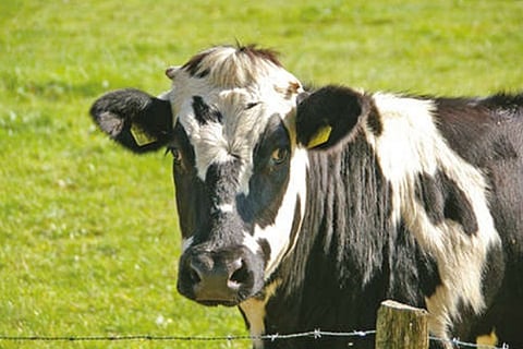 Vets allay farmers’ fears, say chances of COVID in cattle low