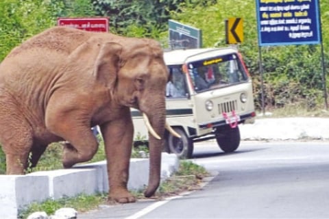A wild elephant crossing the national highway running through Kallar corridor in The Nilgiris