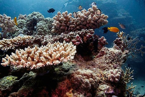 Australia fights UN downgrade of Great Barrier Reef health