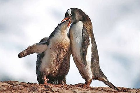 Antarctic in climate crisis despite treaty