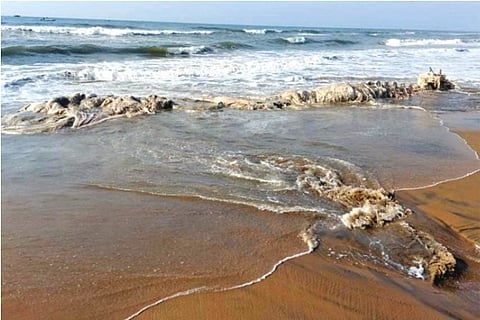 The carcass of the whale washed ashore