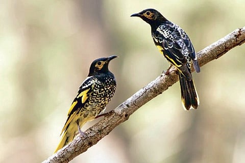 Courtship rituals take a beating as birds go off-tune