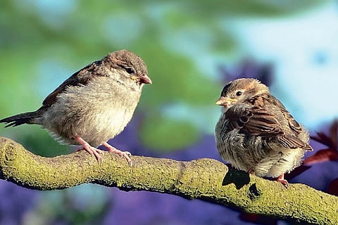 Lockdown helped sparrow population, but needs more work: Birdwatchers