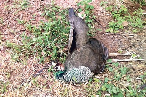 A peahen found dead in a farm in Pollachi on Sunday